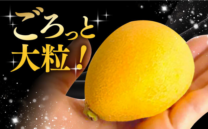 びわ ビワ 枇杷 果物 フルーツ なつたより 果実 長崎県産 国産