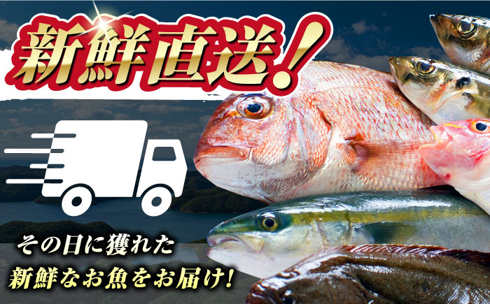 海鮮 旬 活〆 活締め 厳選 刺身 刺し身 魚介 海鮮丼 寿司 煮付け 焼き魚 イカ サバ 魚 さしみ 鮮魚 魚介類 海の幸