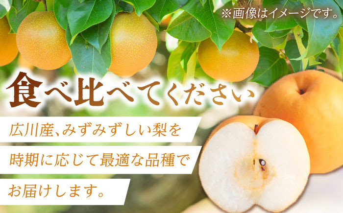 梨 なし ナシ 食べ比べ 5kg