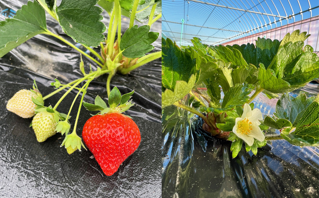 福岡県産 あまおう 合計約540g 約270g×2パック