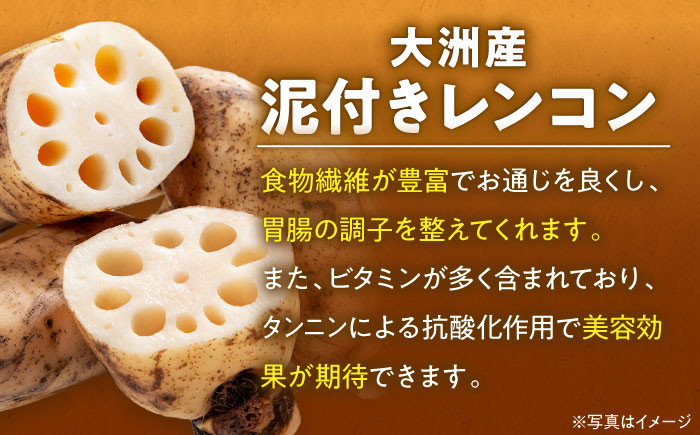 泥付きレンコン 約2.5kg