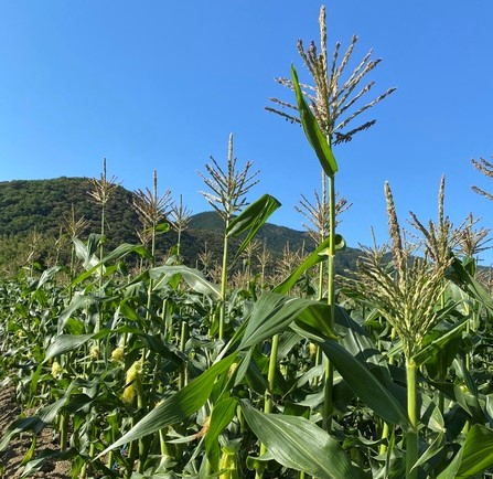 ごろに植えた種