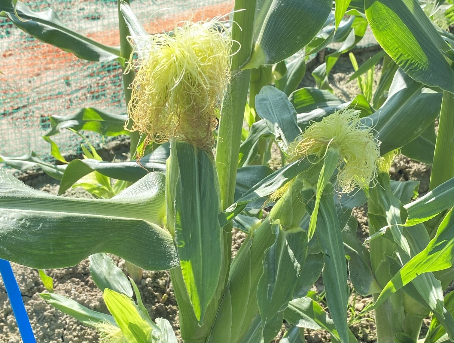 すくすく育っています