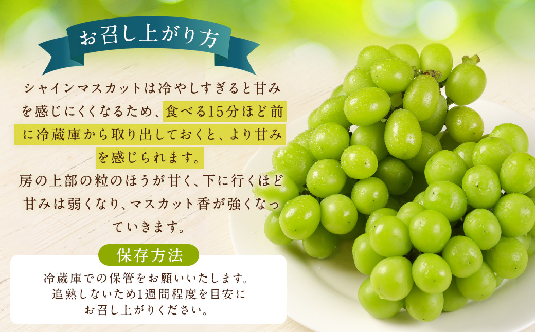【訳あり】農園直送！ シャインマスカット 約1kg