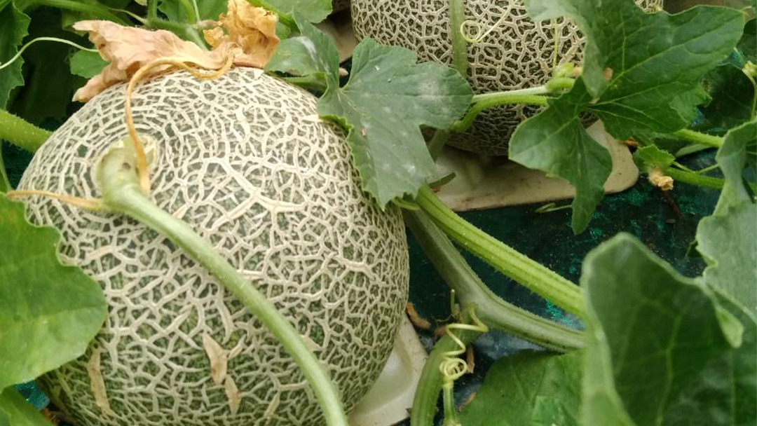 茨城産,ほのかメロン,メロン,予約,贈り物