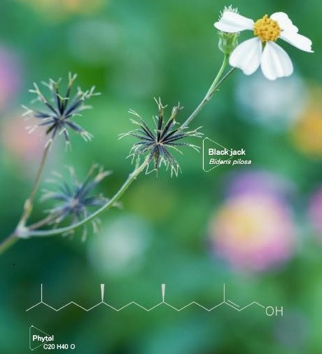 若々しい肌印象を叶える、次世代の天然エイジングケア*1成分、バイオレチノール配合 *1年齢に応じたお手入れ