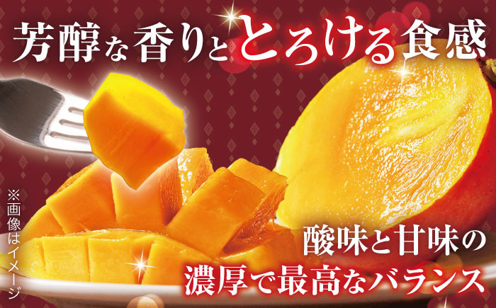 【訳あり マンゴー】プリンセス マンゴー 約1kg マンゴー 訳あり