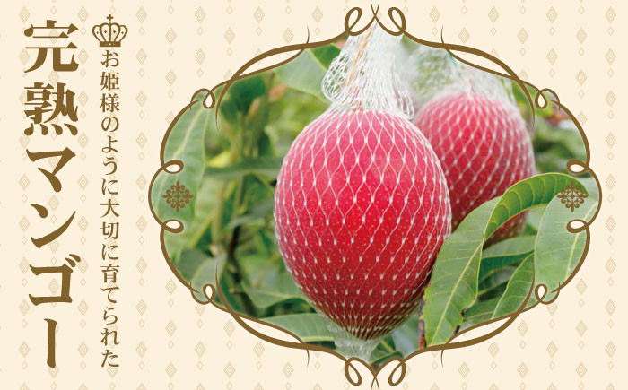 【訳あり マンゴー】プリンセス マンゴー 約1kg マンゴー 訳あり