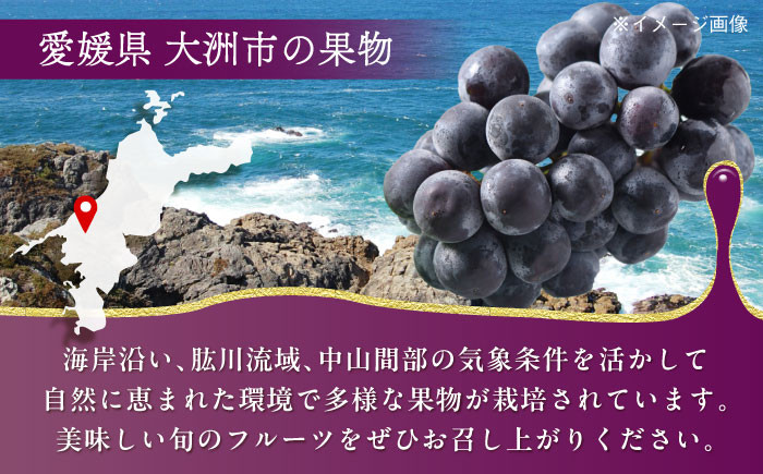 食品 果物 フルーツ おやつ デザート 葡萄 ぶどう ブドウ ピオーネ 巨峰 種無し 大粒 2kg タルト ギフト 贈答用