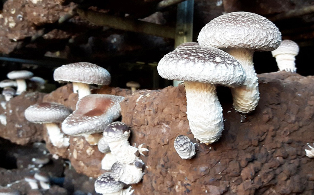 内子町産 生しいたけ(菌床栽培)15枚入り【えひめの町(超)推し!(内子町)】(442)