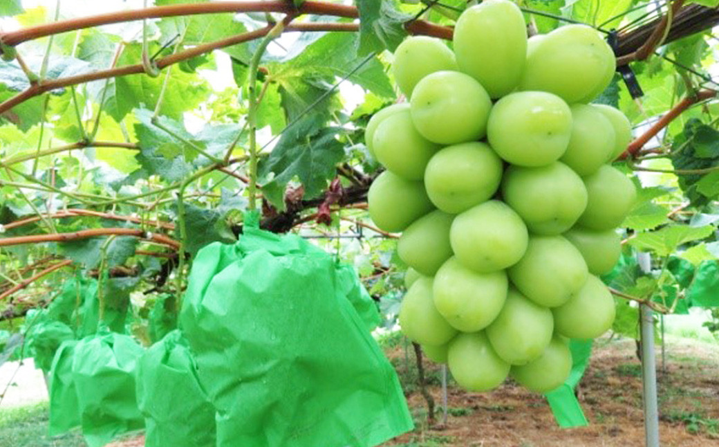 内子町産 シャインマスカット 青秀以上 3～5房入 約2kg