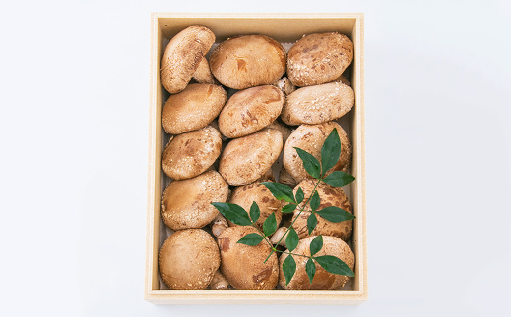 内子町産 生しいたけ(菌床栽培)15枚入り【えひめの町(超)推し!(内子町)】(442)