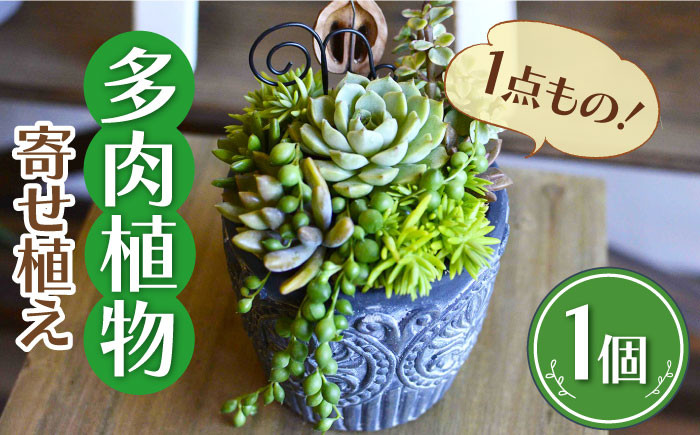 多肉植物 寄せ植え インテリア しょくぶつ たにく