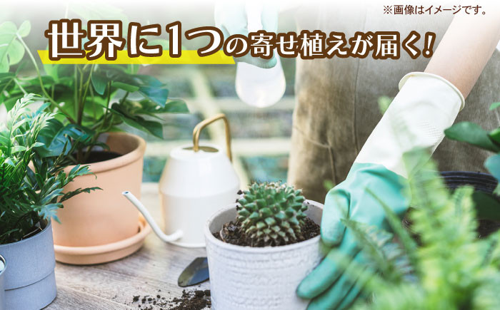多肉植物 寄せ植え インテリア しょくぶつ たにく