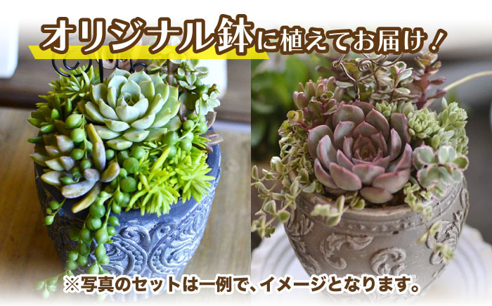 多肉植物 寄せ植え インテリア しょくぶつ たにく