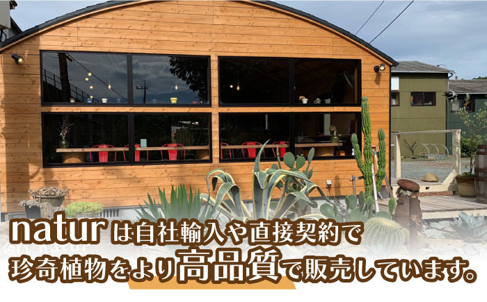 多肉植物 寄せ植え インテリア しょくぶつ たにく