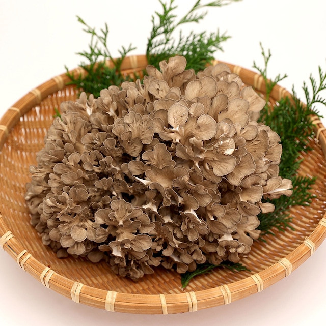 肉厚の「琴引舞茸」を乾燥し、旨味を閉じ込めた「乾燥舞茸」は味噌汁など様々なお料理に使えます。