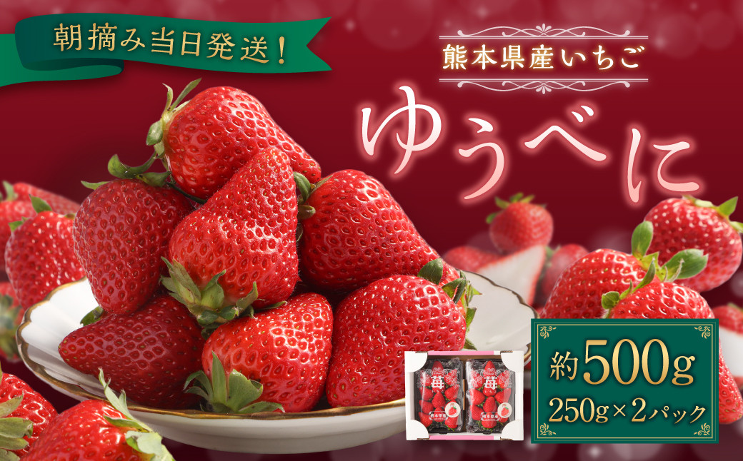 朝摘み当日発送!熊本県産いちご(ゆうべに) 約500g (250g×2パック)