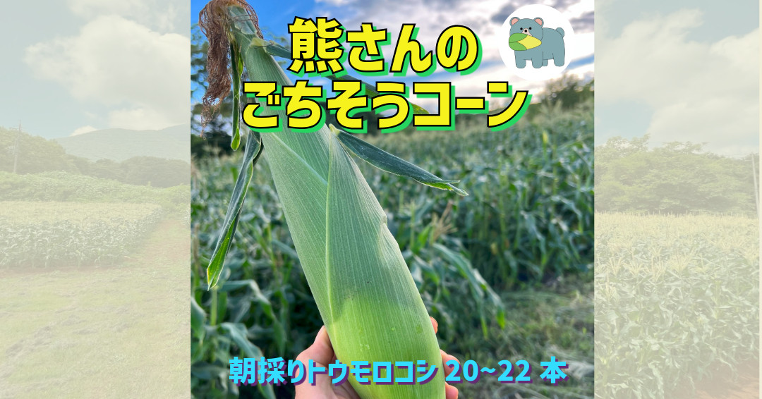雪解け水の地下水と水はけのよい火山灰土壌が育むトウモロコシ、名付けて「熊さんのごちそうコーン」です！