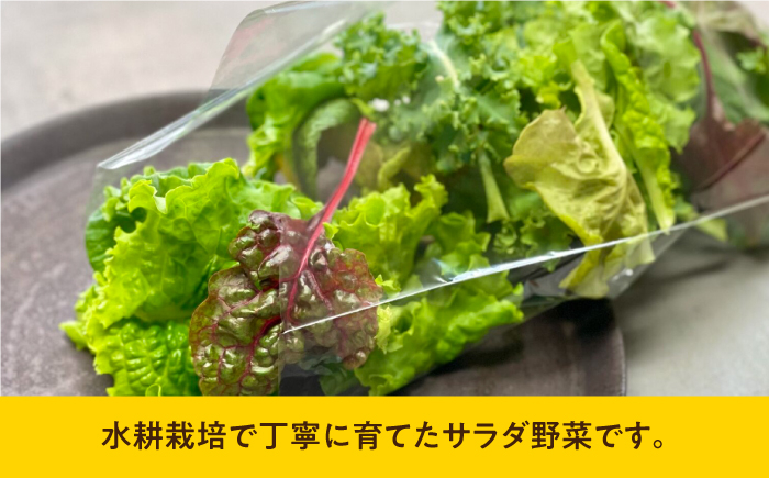 新鮮 野菜 サラダ さらだ セット 詰め合わせ
