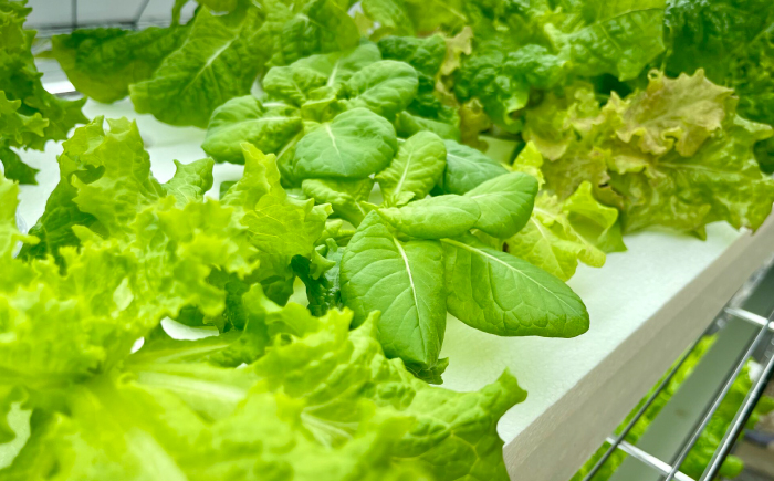 新鮮 野菜 サラダ さらだ セット 詰め合わせ