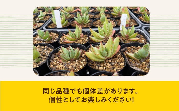 アロエ セット あろえ 植物 グリーン