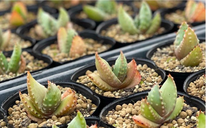 アロエ セット あろえ 植物 グリーン