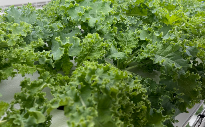 新鮮 野菜 サラダ さらだ セット 詰め合わせ