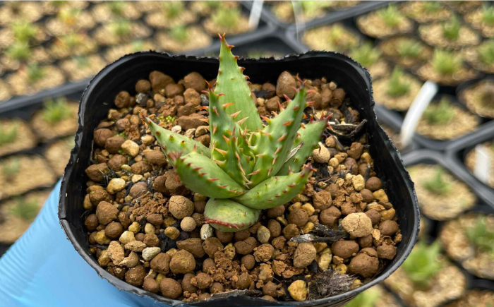 アロエ セット あろえ 植物 グリーン