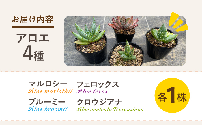 アロエ セット あろえ 植物 グリーン