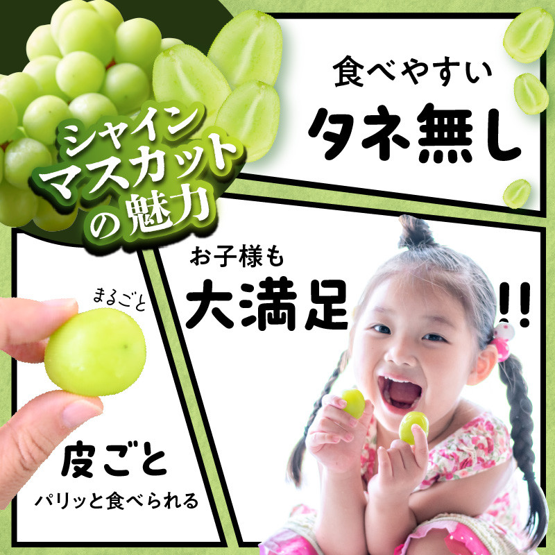 《先行受付》贈答規格シャインマスカット 約1.4kg（2房）【2025年9月中旬頃～発送予定】【山形ぶどう・小林葡萄園】