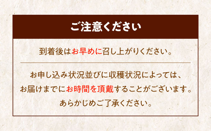 食品 果物 フルーツ 栗 くり クリ 和栗 生栗 むき栗 お菓子 デザート 和菓子  料理 甘露煮 栗きんとん 栗ごはん 渋皮煮