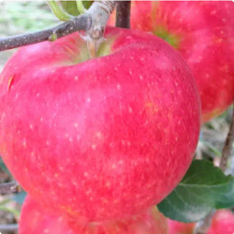 お盆前にこんなに美味しいりんごがあったのか！！