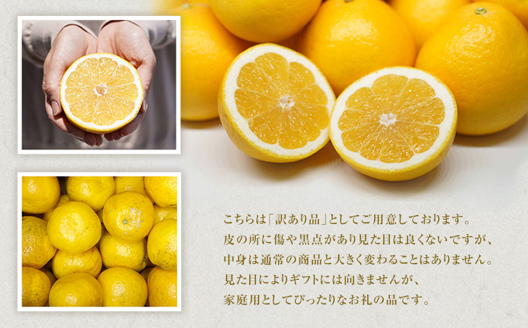 【訳あり】河内晩柑 約10kg【えひめの町（超）推し！（愛南町）】
