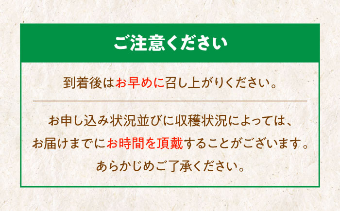 ほくほく食感がたまらない！秋深まる味覚の宝！生栗2kg（L～2Lサイズ）