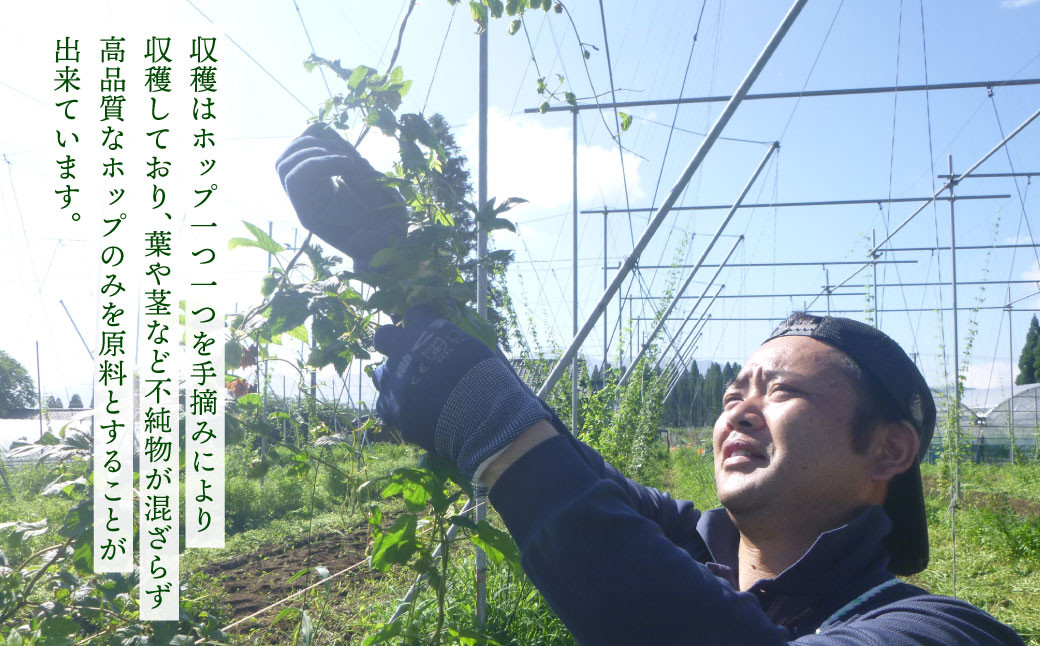 【数量限定】竹田市産ホップ「IBUKI」100%使用ビール「GOLDEN ALE」