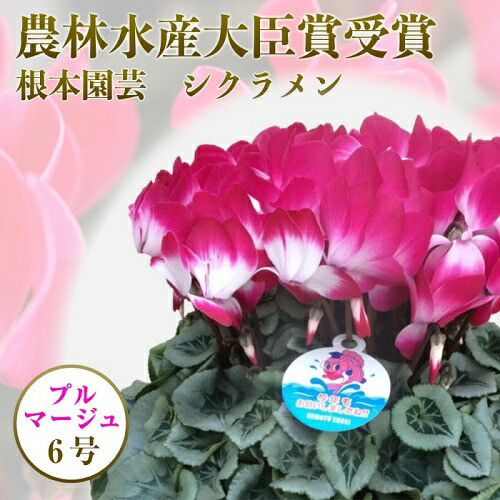 【先行予約】 シクラメン プルマージュ 6号鉢 | 花 お花 ギフト フラワーギフト 根本園芸