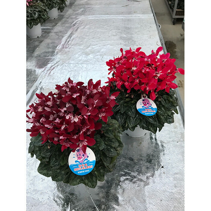 【先行予約】シクラメン ジックス 5号 | 花 お花 ギフト フラワーギフト 根本園芸