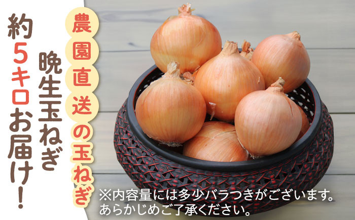 佐賀県白石町よりこだわりの玉ねぎをお届け！