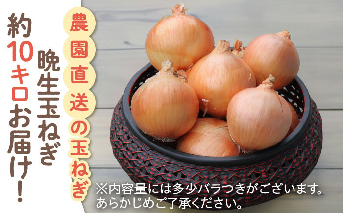 佐賀県白石町よりこだわりの玉ねぎをお届け！