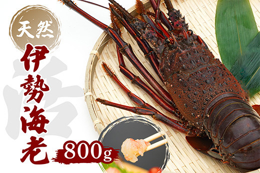 産地直送！＜生＞伊勢海老（レシピ付き）800g