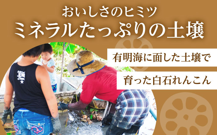 お手軽調理の水煮れんこん!