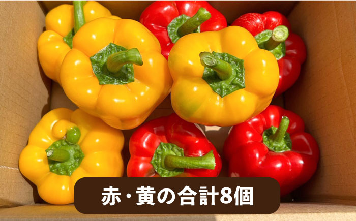 野菜 やさい パプリカ ピーマン 肉厚 生 ピクルス マリネ 肉詰め