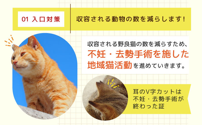 長崎  動物 犬 猫 いぬ ねこ イヌ ネコ 保護犬 保護猫 支援 応援  寄付のみ 5000円