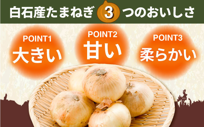 白石産たまねぎ 約10kg