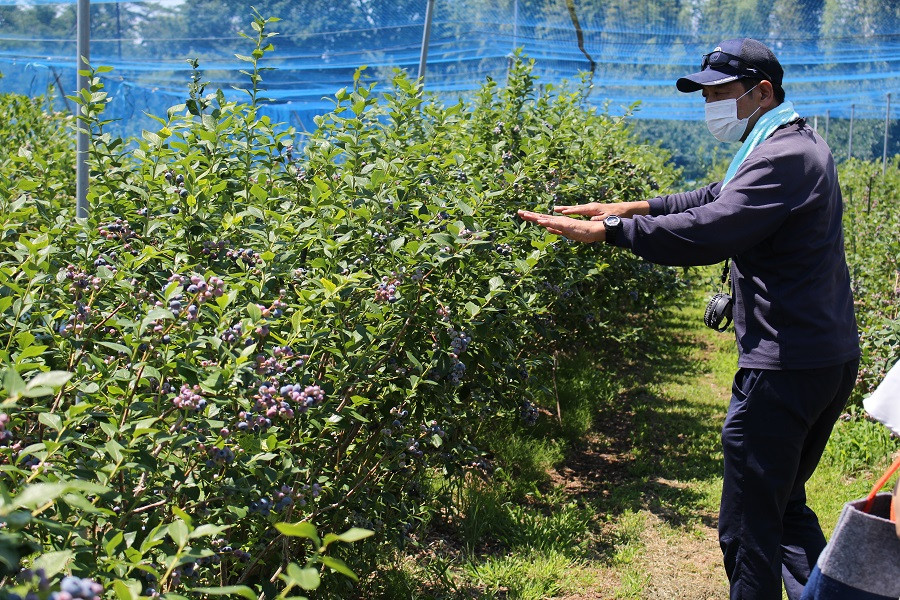 栽培管理を徹底しています。実がついたら農薬は一切使用しません