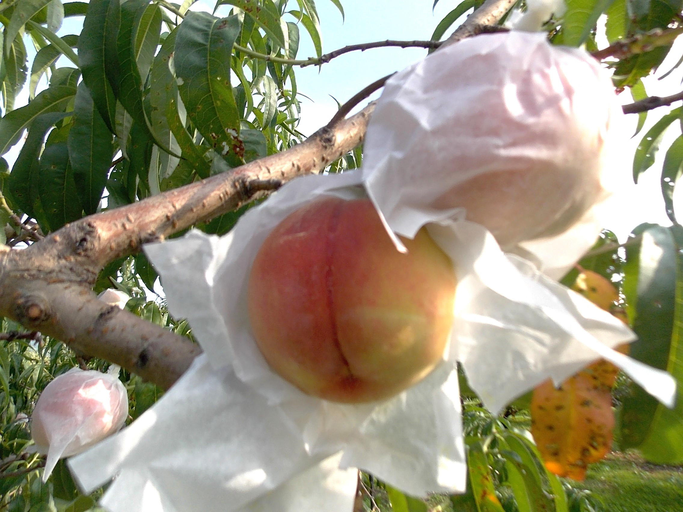 贈答用の品質の桃のみお送りします