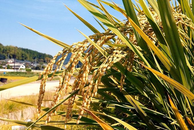 【令和7年産】 無洗米 岡山県産 こしひかり 10kg （5kg×2袋）