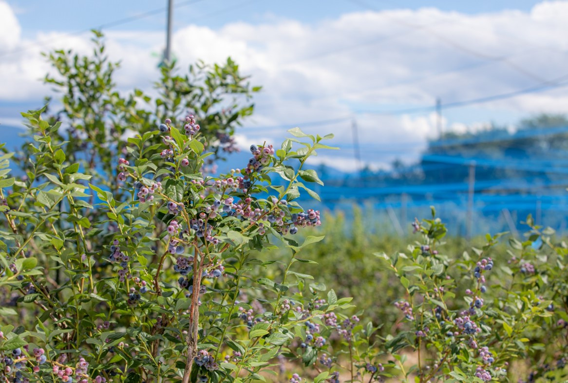 一粒ずつやさしく手摘みしています