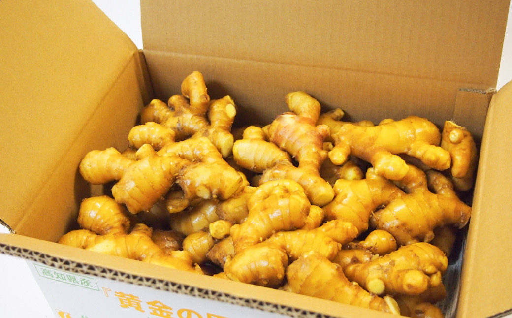 【高知県産】黄金しょうが 4kg